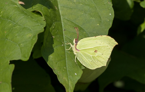 Brimstone butterfly