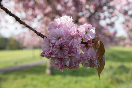 Cherry blossom, Harrogate Stray