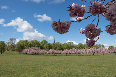 Cherry blossom, Harrogate Stray