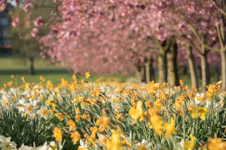 Cherry blossom on Harrogate Stray