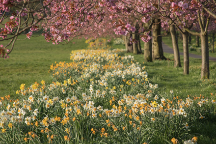 Cherry blossom, Harrogate Stray