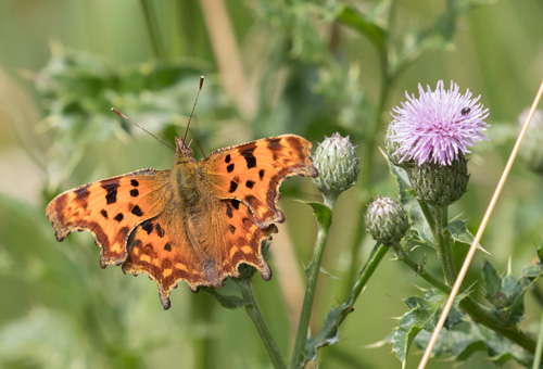 Comma butterfly, Timble Ings