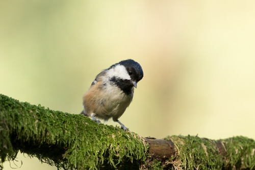 Coal tit, Snaizeholme