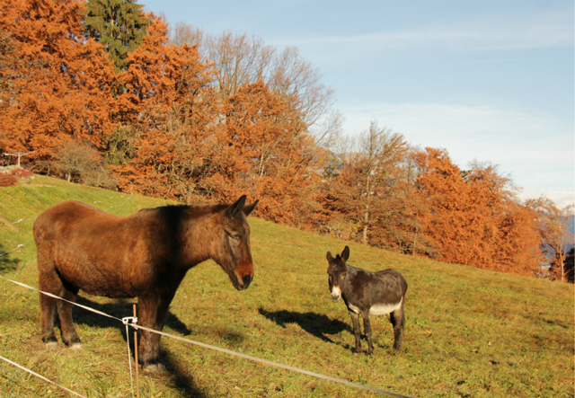 Animals on the Cote de Domancy