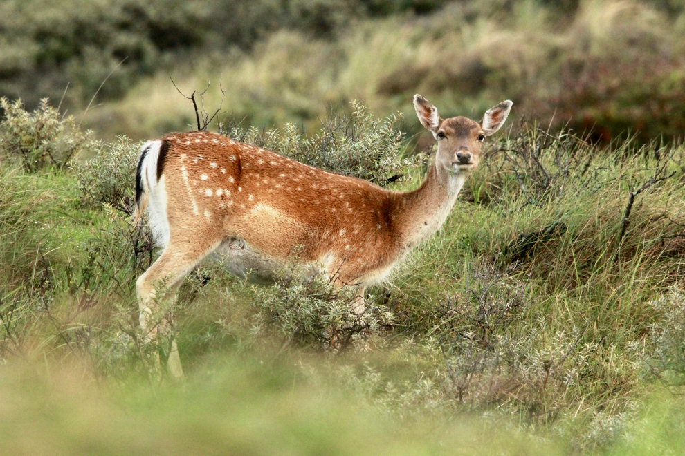 Fallow deer, Waterleiding duinen