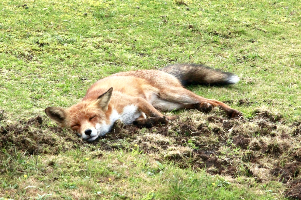 Sleeping fox in the Waterleidingduinen