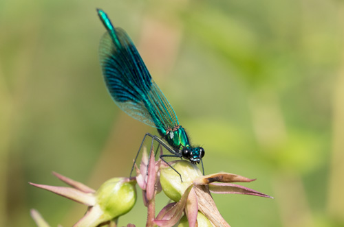 Banded demoiselle, High Batts