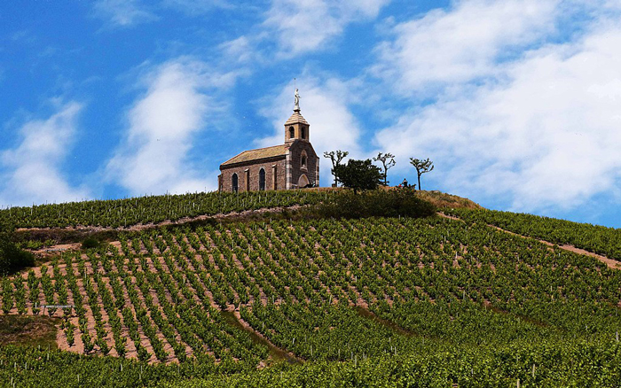 Vines at Fleurie