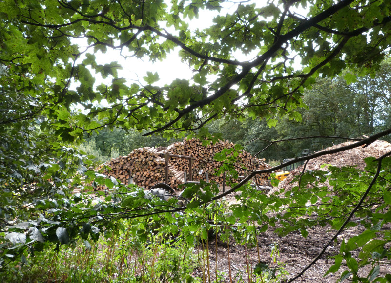 Log pile near Grantley Hall Log pile near Grantley Hall