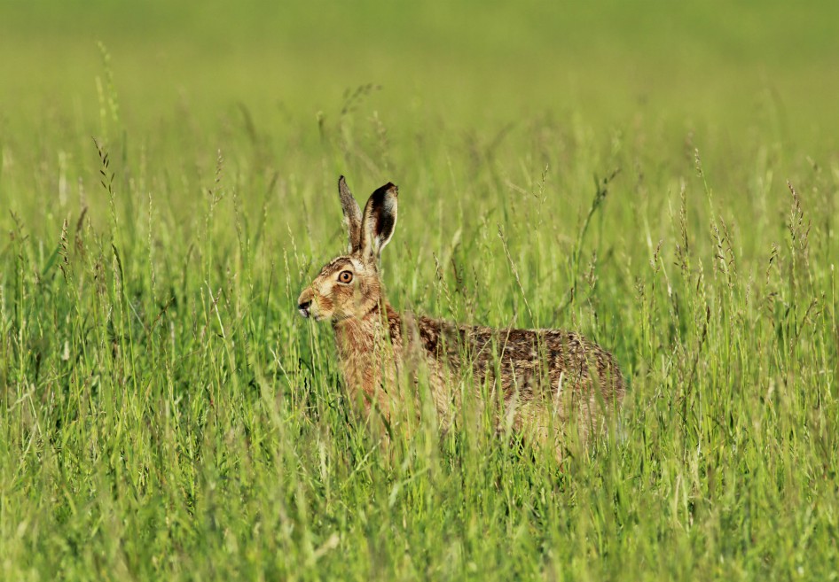 Brown hare, North Yorkshire