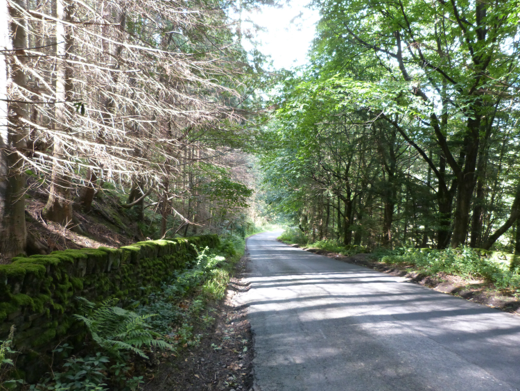 Road through Hebden Wood Road through Hebden Wood