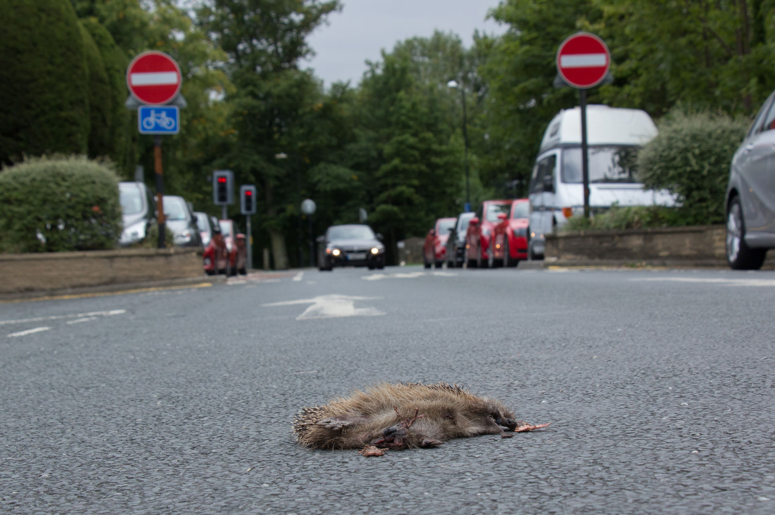 Dead hedgehog, South Park Rd, Harrogate
