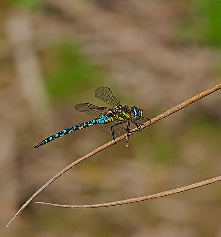 Dragonfly at Jouy-le-Potier