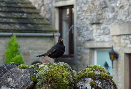 Blackbird in Kettlewell