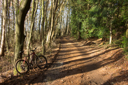 Bridleway through Lindley Wood