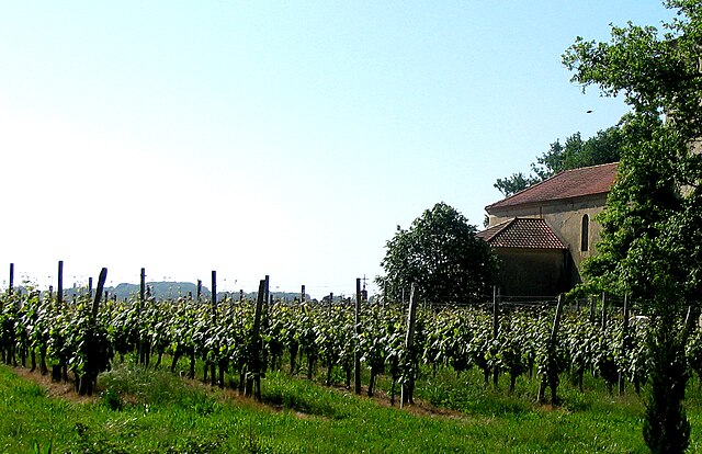 Madiran vines