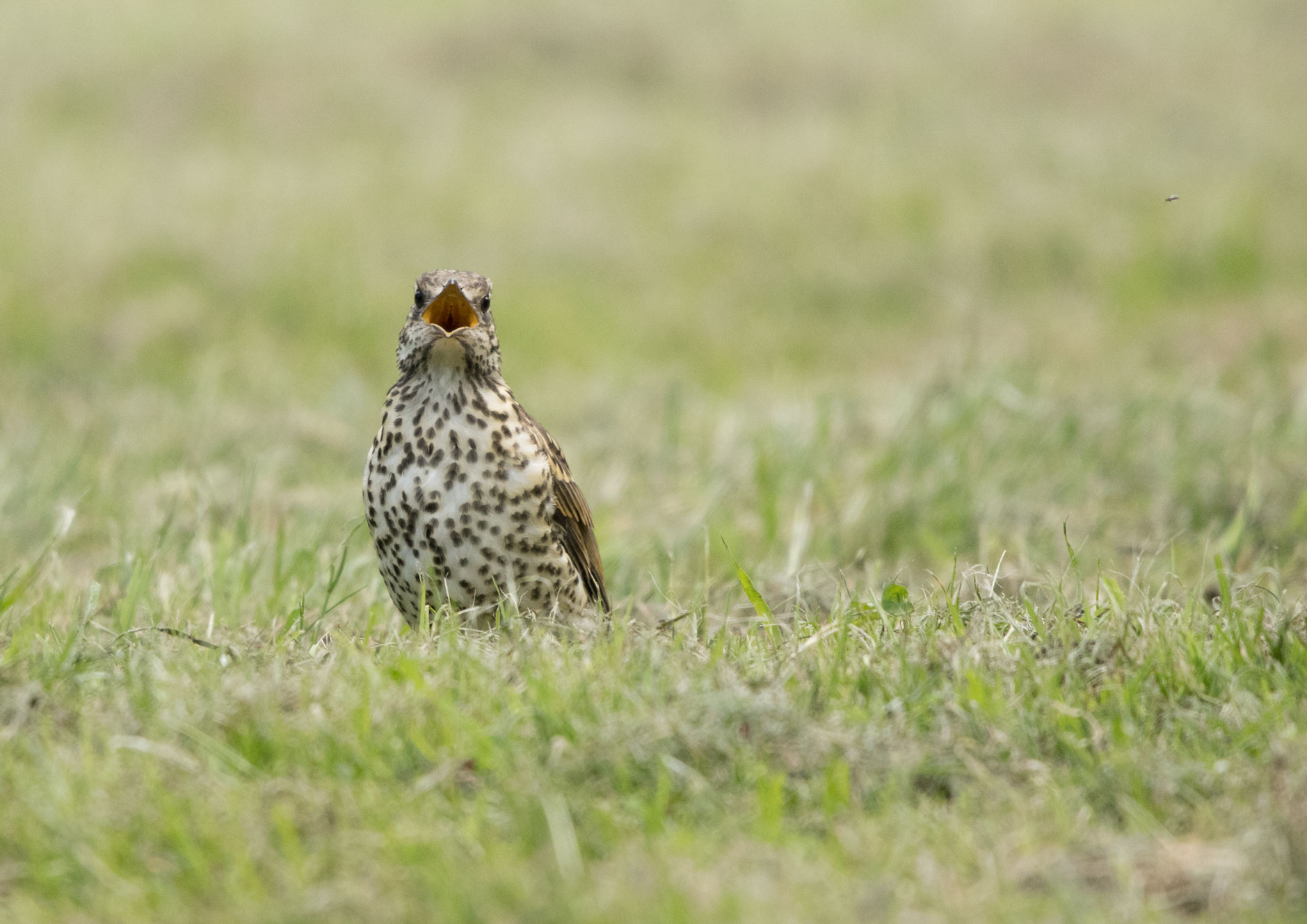 Mistle thrush calling