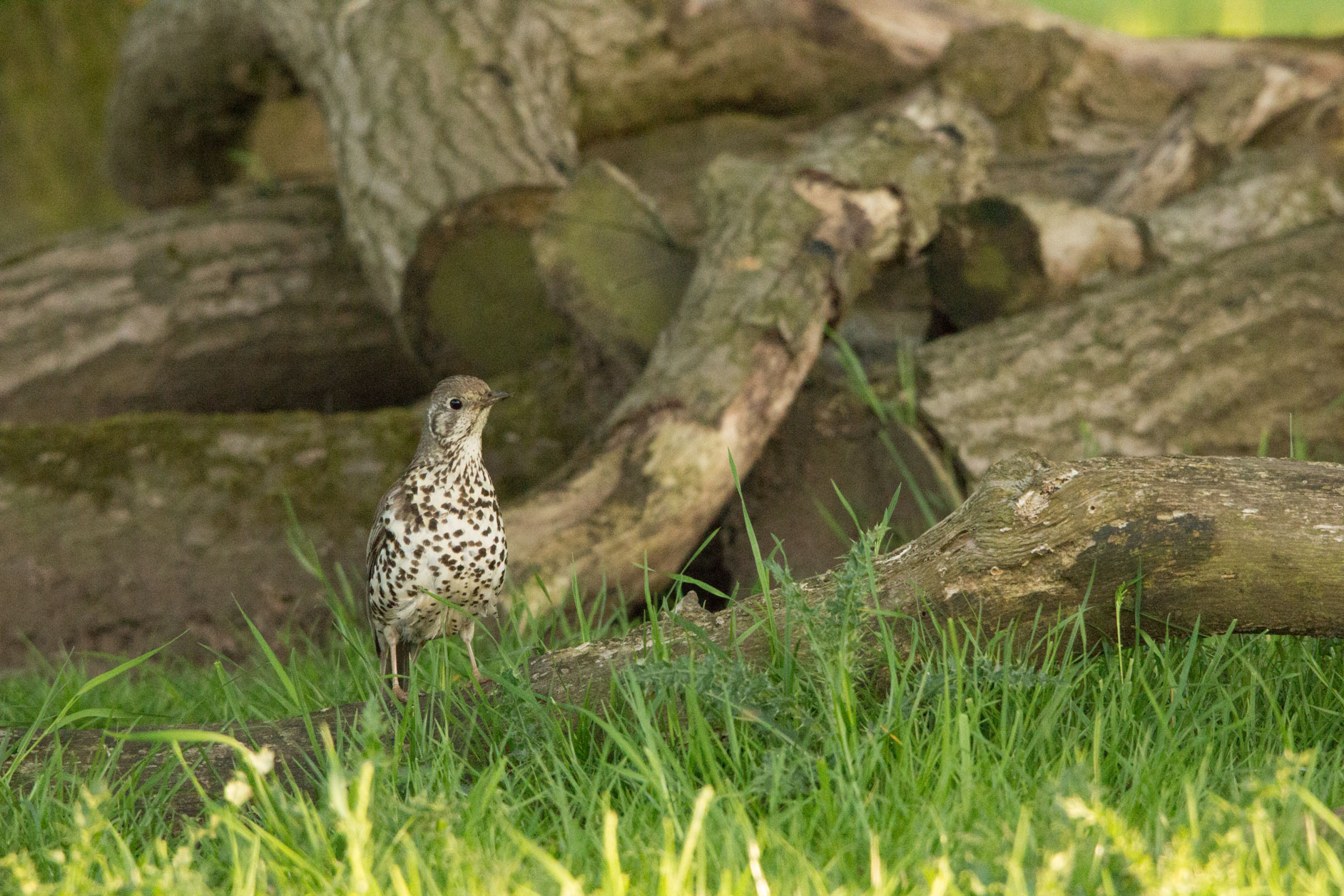 Mistle thrush, Studley Royal