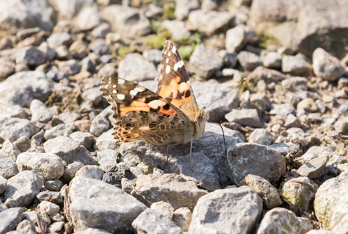 Painted lady, High Batts