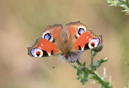 Peacock butterflies