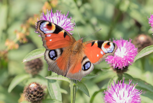 Peacock butterfly, Timble Woods Peacock butterfly, Timble Woods