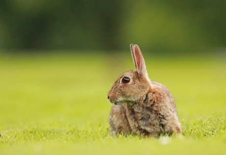 Rabbit on Harrogate Stray