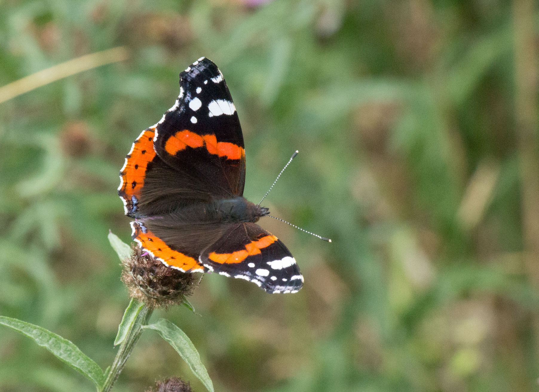 Red admiral Red admiral