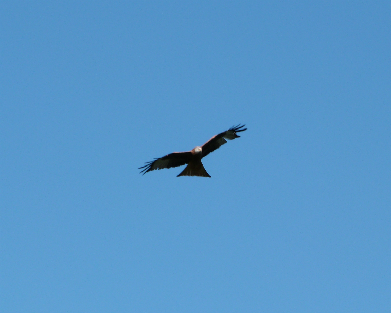 Red kite at Harewood Red kite at Harewood