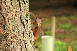 Red squirrel in May