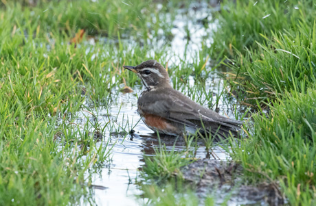Redwing bathing on the Stray
