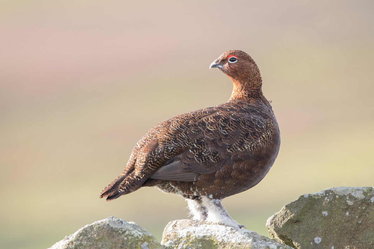 Red grouse