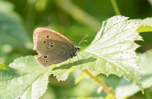 Ringlet butterfly, High Batts