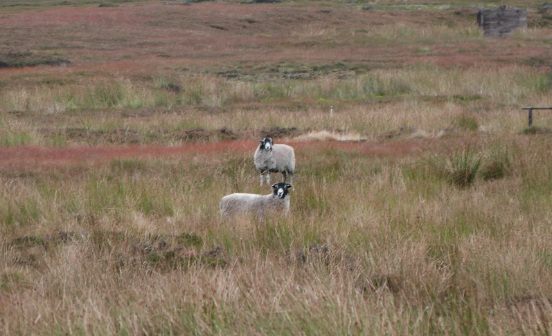 Sheep on Blubberhouses moor Sheep on Blubberhouses moor