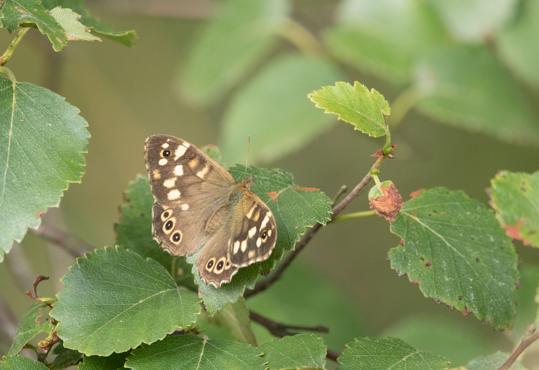 Speckled wood butterfly Speckled wood butterfly