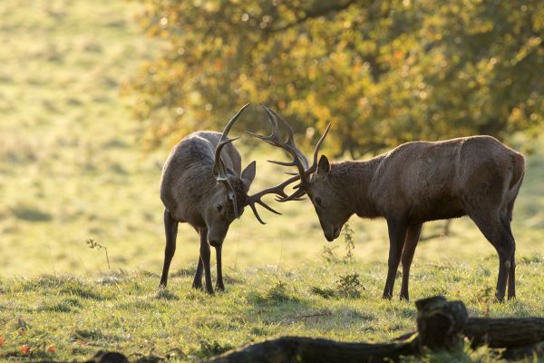 Red deer stags at Studley Royal