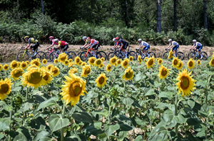 Sunflowers on Stage 12 TDF 2025