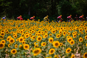 Torstein Traeen rides past sunflowers on Stage 5