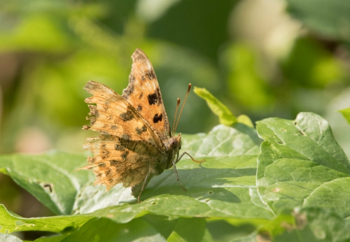 Comma butterfly