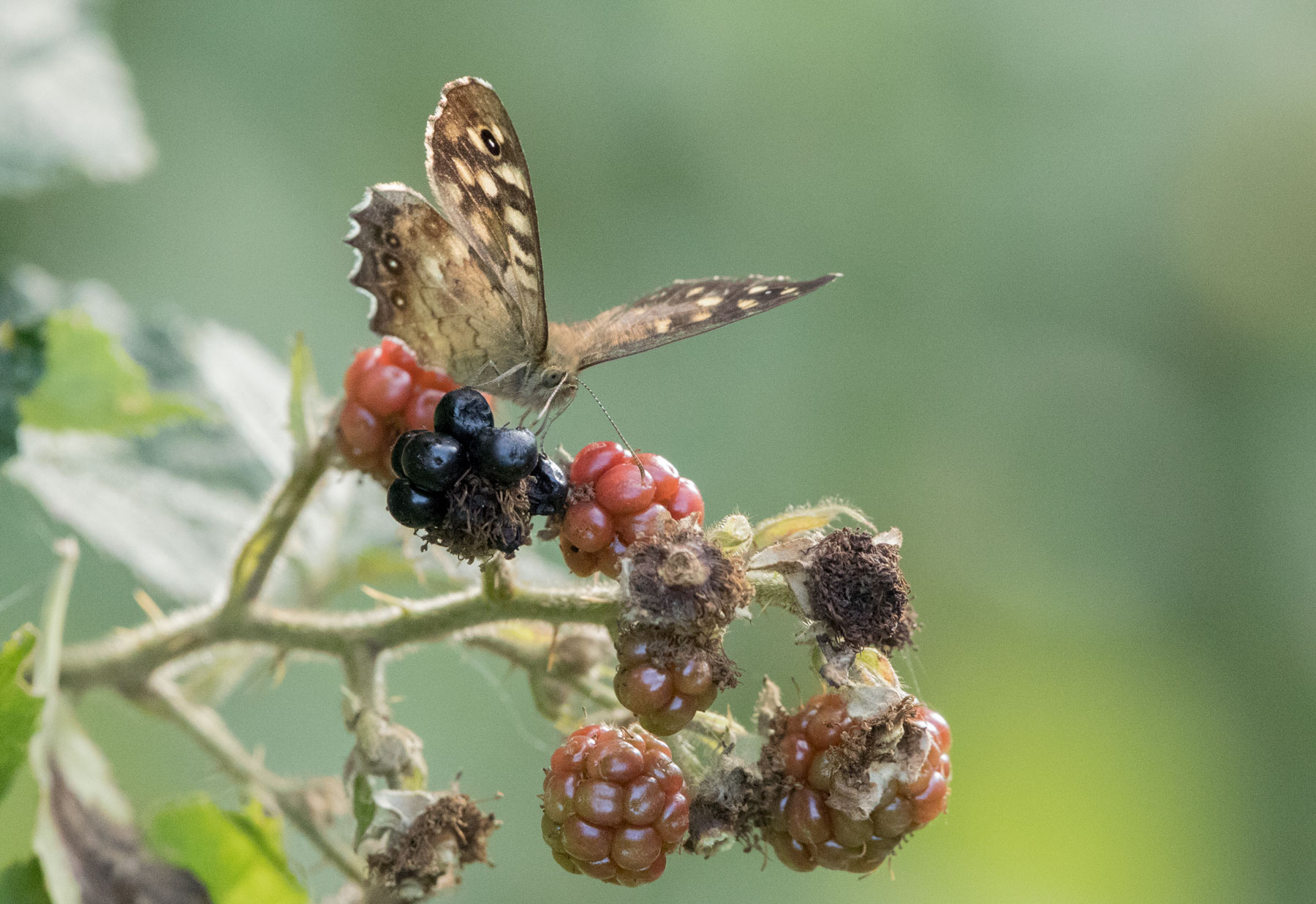Speckled wood, Staveley nature reserve Speckled wood, Staveley nature reserve