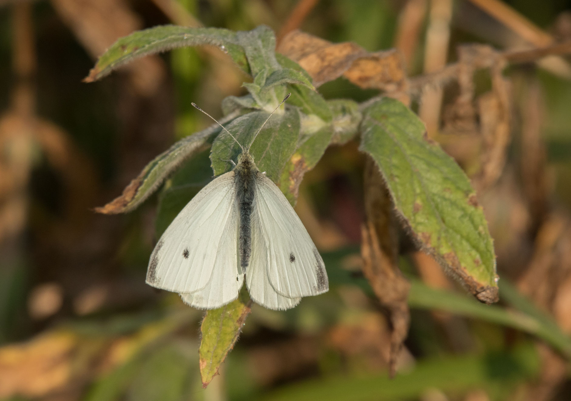 Small white Small white
