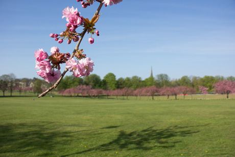 Cherry blossom on Harrogate Stray