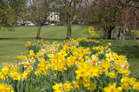 Daffodils on the Stray