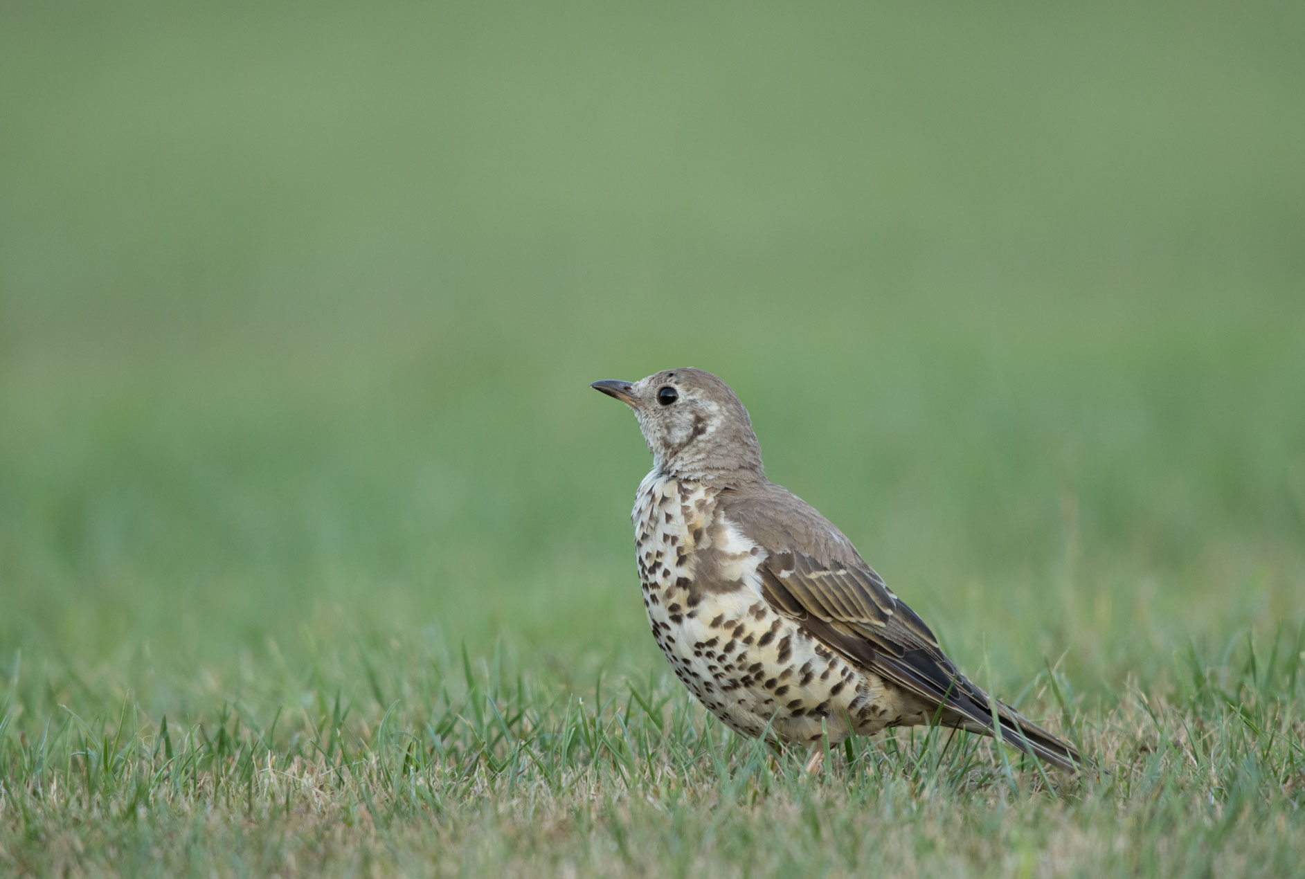 Mistle thrush on Harrogate Stray