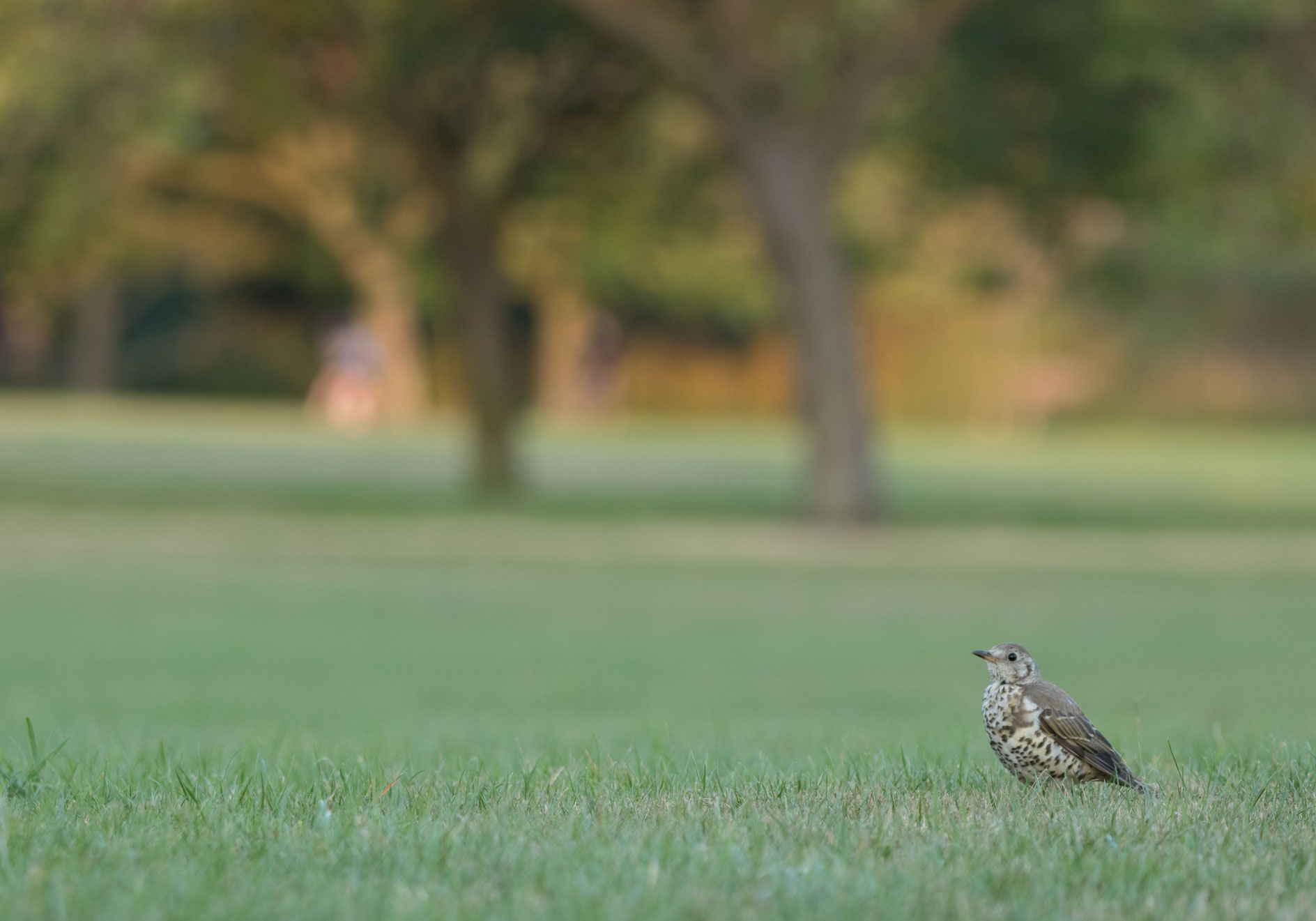Mistle thrush, Harrogate Stray