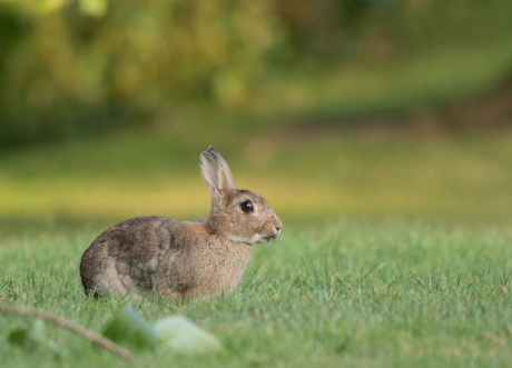 Rabbit, Harrogate Stray
