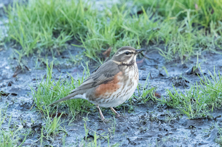 Redwing on Harrogate Stray