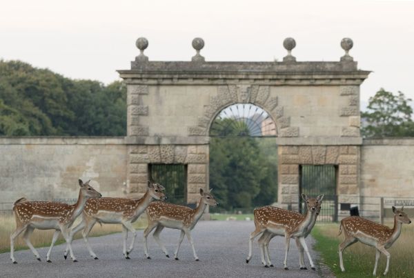 Fallow deer near the entrance arch to Studley Royal