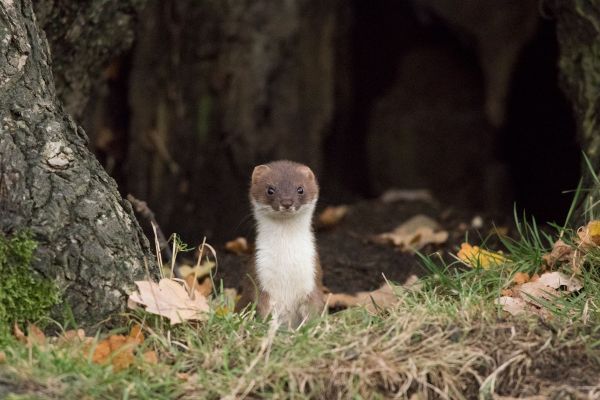Stoat at Studley Royal