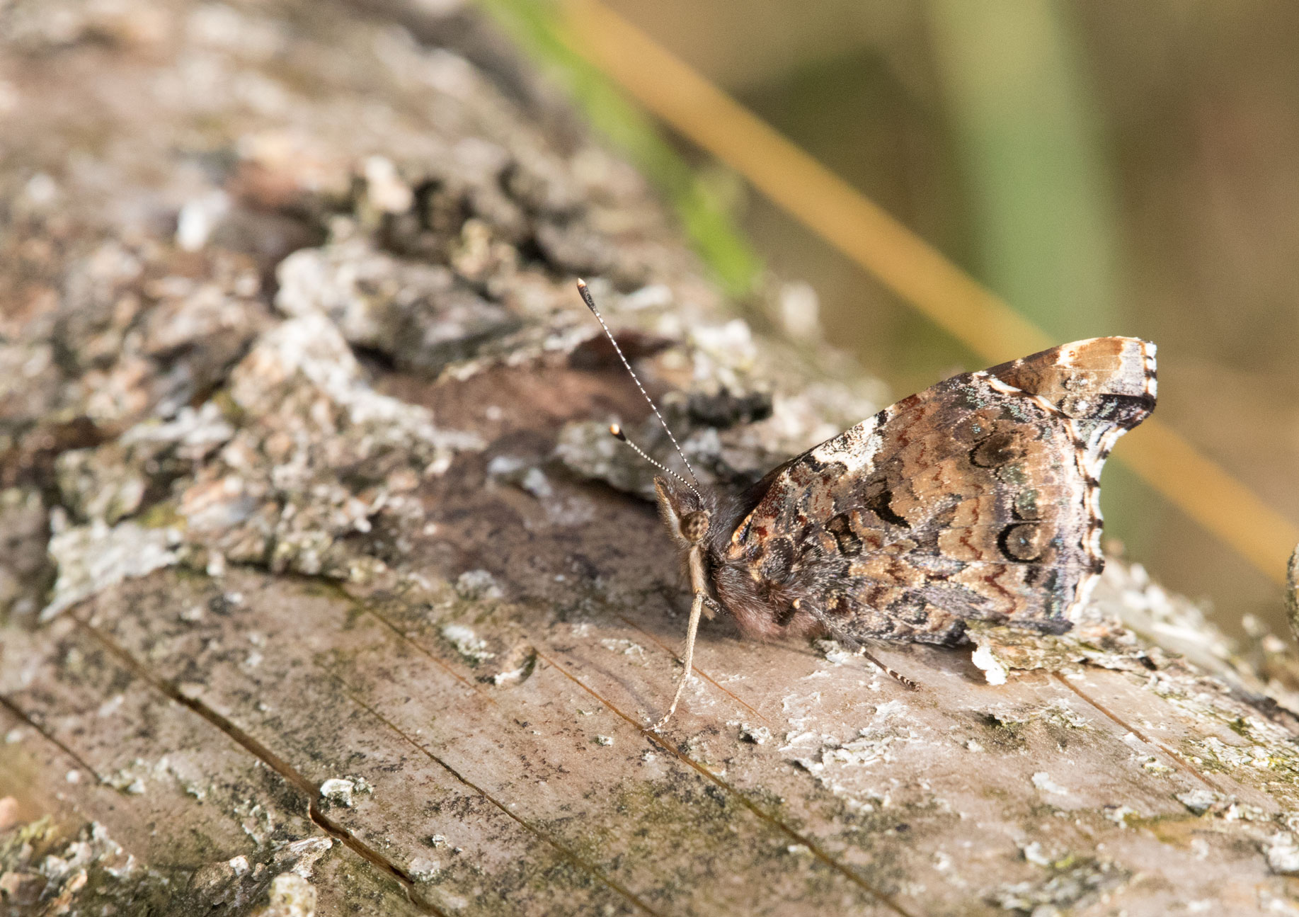 Red admiral, Timble Woods Red admiral, Timble Woods