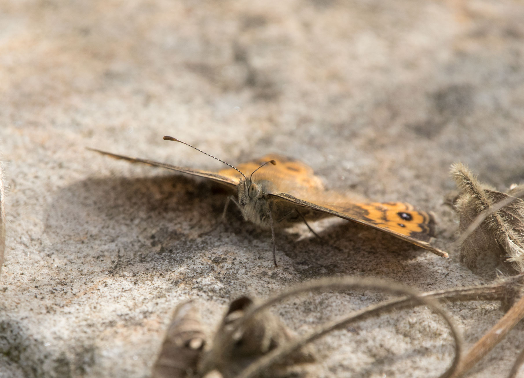 Wall brown butterfly Wall brown butterfly